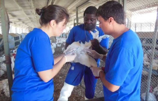 Treinamento sobre emergência sanitária avícola reúne profissionais em Teresópolis