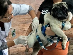 Vacina Mais RJ oferece vacinação antirrábica gratuita para pets em Petrópolis