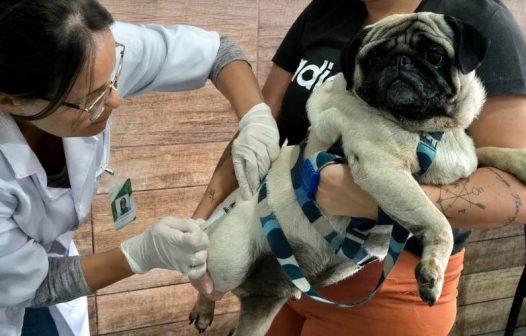 Vacina Mais RJ oferece vacinação antirrábica gratuita para pets em Petrópolis