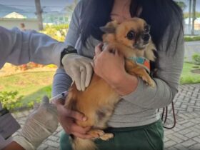 Vacina Mais RJ oferece vacinação gratuita para cães e gatos em Petrópolis