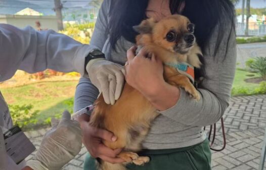 Vacina Mais RJ oferece vacinação gratuita para cães e gatos em Petrópolis