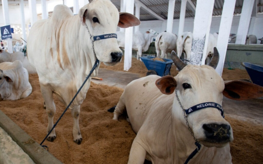 ExpoAgro reúne 700 animais em Campos