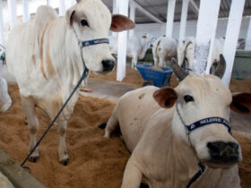 ExpoAgro reúne 700 animais em Campos