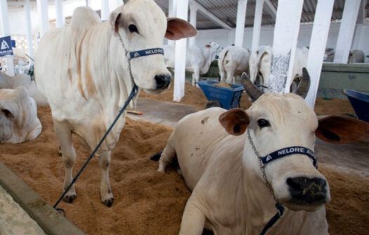 ExpoAgro reúne 700 animais em Campos