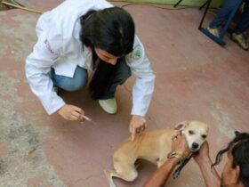 Itatiaia vacina 467 animais contra raiva em cinco bairros