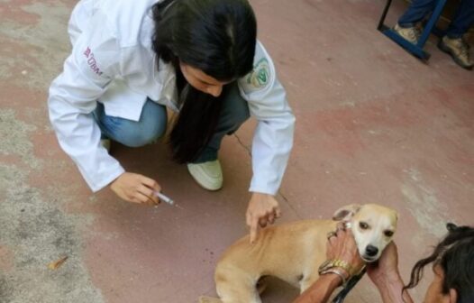 Itatiaia vacina 467 animais contra raiva em cinco bairros