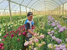 Floricultura movimenta R$552 milhões por ano no Rio