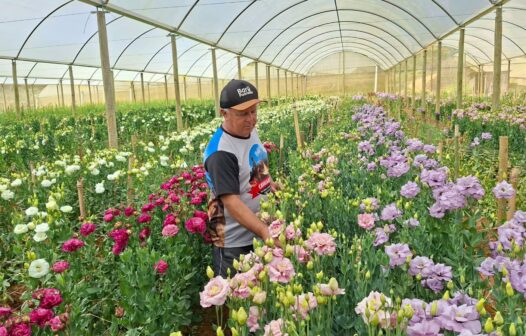 Floricultura movimenta R$552 milhões por ano no Rio