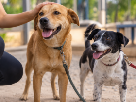 Nova Friburgo terá campanha de adoção de cães neste sábado (24)