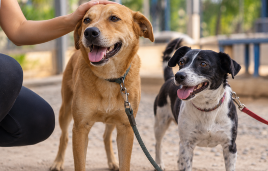 Nova Friburgo terá campanha de adoção de cães neste sábado (24)